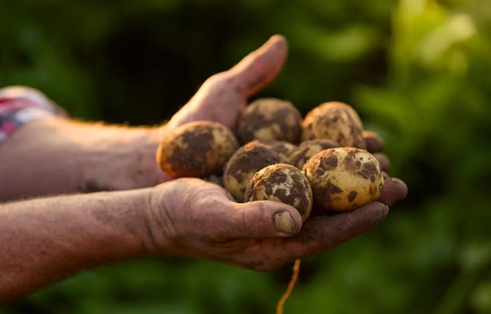 Colruyt donne une destination utile aux surplus de pommes de terre en les offrant aux Banques Alimentaires